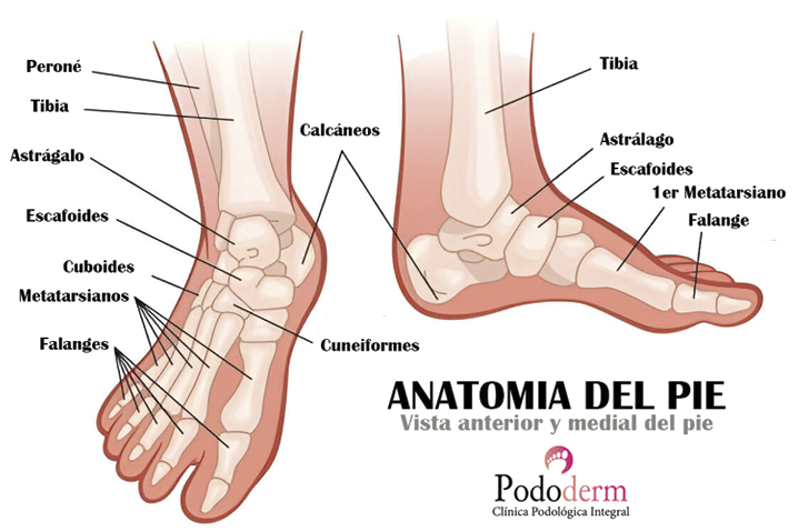 anatomia del pie